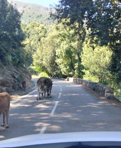 Vaches