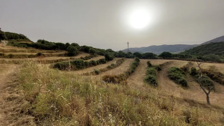 Arghi Anciennes Vignes